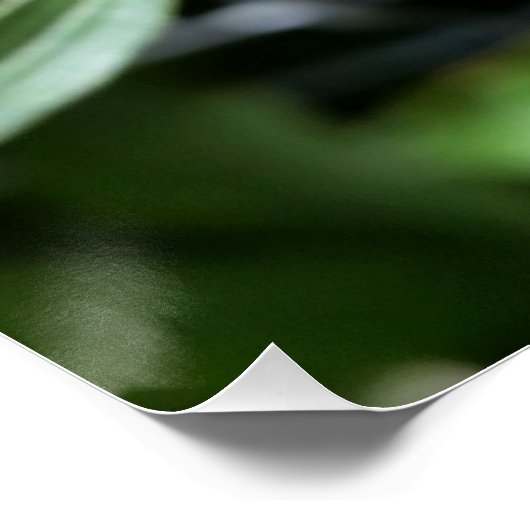 dieproze knop poster (Hoek)