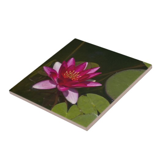 DIEPROZE LOTUSBLOESEM EN LELIEPADS IN VIJVER TEGELTJE (Zijkant)