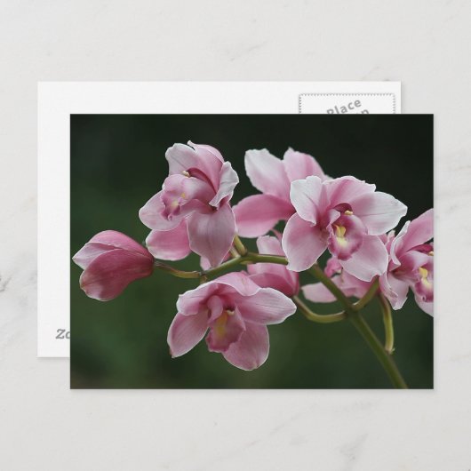 dieproze orchidee-briefkaart briefkaart (Voorkant / Achterkant)