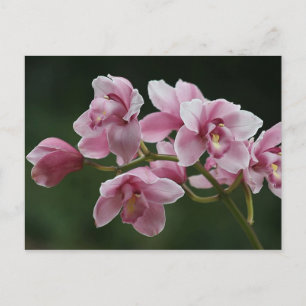 dieproze orchidee-briefkaart briefkaart