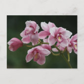 dieproze orchidee-briefkaart briefkaart (Voorkant)