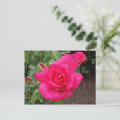 Dieproze roze roos briefkaart (Staand voorkant)