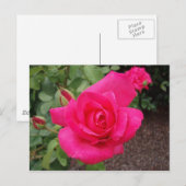 Dieproze roze roos briefkaart (Voorkant / Achterkant)
