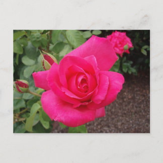 Dieproze roze roos briefkaart