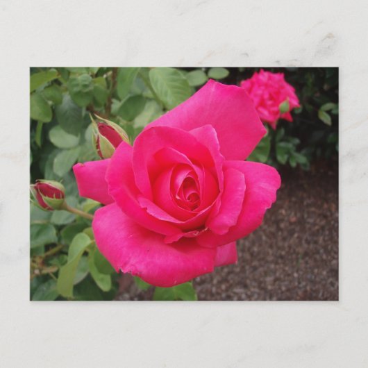 Dieproze roze roos briefkaart (Voorkant)