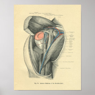 diepvriesanatomie van arm en schouder poster
