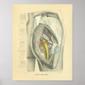  diepvriesanatomie van Hip & been Poster (Voorkant)