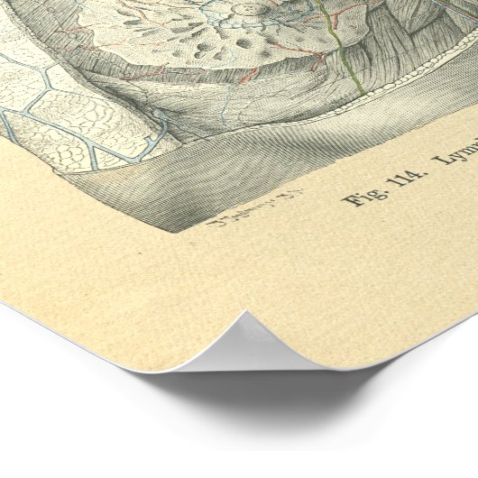 diepvriesanatomie van Vrouw Torso Poster (Hoek)