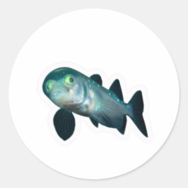 Diepzee Barreleye Vis Sticker, Transparante Kop  Ronde Sticker