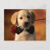 Dier Briefkaart (Voorkant)