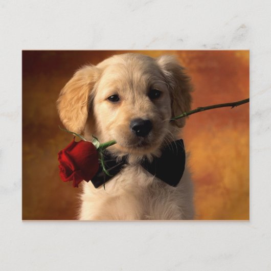 Dier Briefkaart (Voorkant)