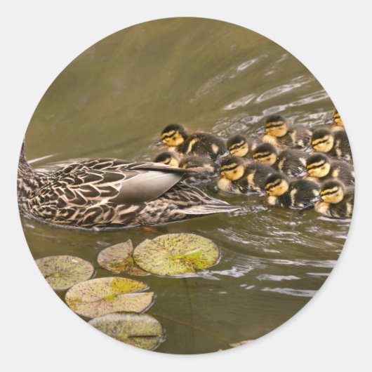 Dier - Eenden - Zwemmen als een eend Ronde Sticker (Voorkant)