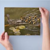 Dier - Eenden - zwom als een eend Flyer (Hand)