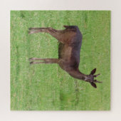 dier, hert, natuur, natuur in het wild, wild, hert legpuzzel (Horizontaal)