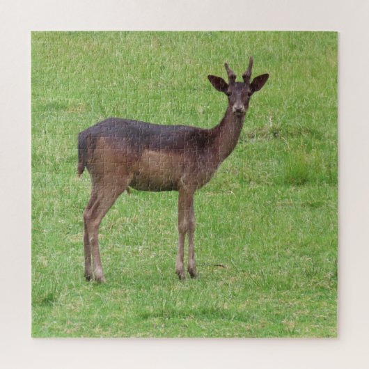 dier, hert, natuur, natuur in het wild, wild, hert legpuzzel (Verticaal)