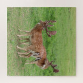 dier, hert, natuur, wilde dieren, staarten, bos legpuzzel (Horizontaal)