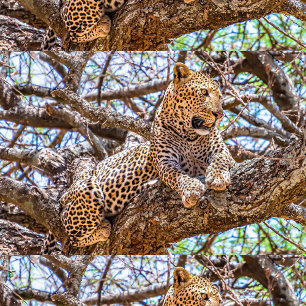 Dier in het wild kussen