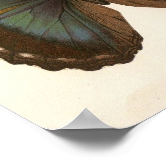  dier-Insect-Butterfly-monster Poster (Hoek)