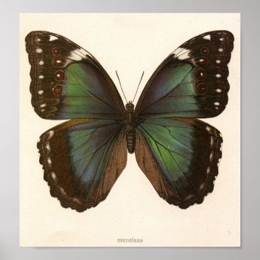  dier-Insect-Butterfly-monster Poster (Voorkant)