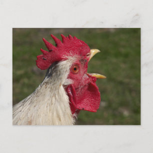 dier, kuiken, kip, boerderij, schattig, vogel, bab briefkaart