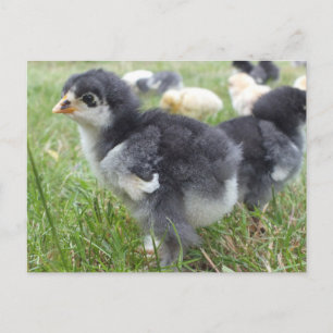 dier, kuiken, kip, boerderij, schattig, vogel, bab briefkaart