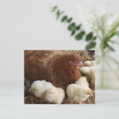 dier, kuiken, kip, boerderij, schattig, vogel, bab briefkaart (Staand voorkant)