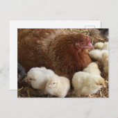 dier, kuiken, kip, boerderij, schattig, vogel, bab briefkaart (Voorkant / Achterkant)