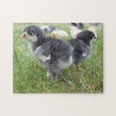 dier, kuiken, kip, boerderij, schattig, vogel, bab legpuzzel (Horizontaal)