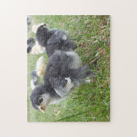 dier, kuiken, kip, boerderij, schattig, vogel, bab legpuzzel (Verticaal)