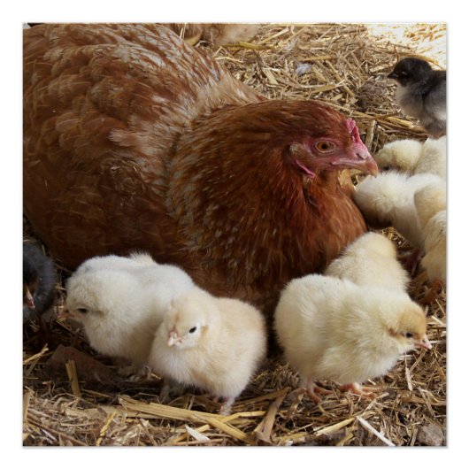 dier, kuiken, kip, boerderij, schattig, vogel, bab perfect poster (Voorkant)