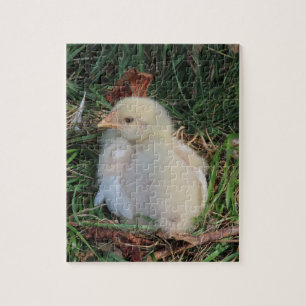 dier, kuikens leven in groen gras legpuzzel