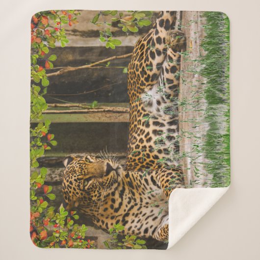 Dier Luipaard Kat (50" X 60") Sherpa Deken (Voorkant)