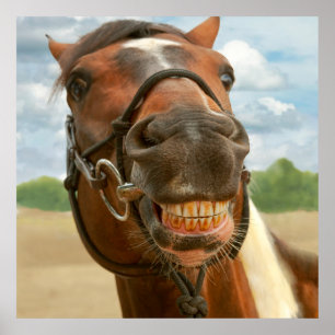 Dier - Paarden - Ik heb eindelijk mijn steun van d Poster