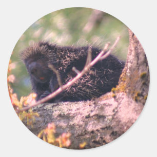 Dier Porcupine Wildlife Ronde Sticker