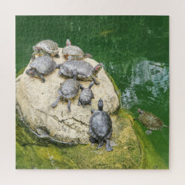 dier, reptielen, schildpadden, water, natuur, plan legpuzzel