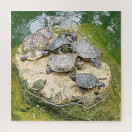 dier, reptielen, schildpadden, water, natuur, plan legpuzzel