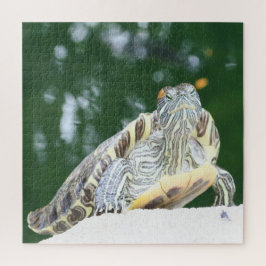 dier, reptielen, schildpadden, water, natuur, plan legpuzzel