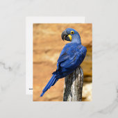 Dier van de Hyacinth macaw, doorgesneden op houten Folie Feestdagen Briefkaart (Voorkant / Achterkant)