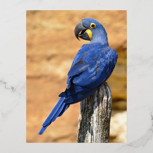 Dier van de Hyacinth macaw, doorgesneden op houten Folie Feestdagen Briefkaart (Voorkant)