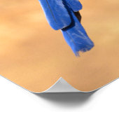 Dier van de Hyacinth macaw, doorgesneden op houten Poster (Hoek)