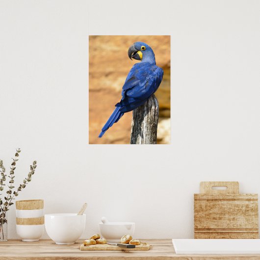 Dier van de Hyacinth macaw, doorgesneden op houten Poster (Keuken)