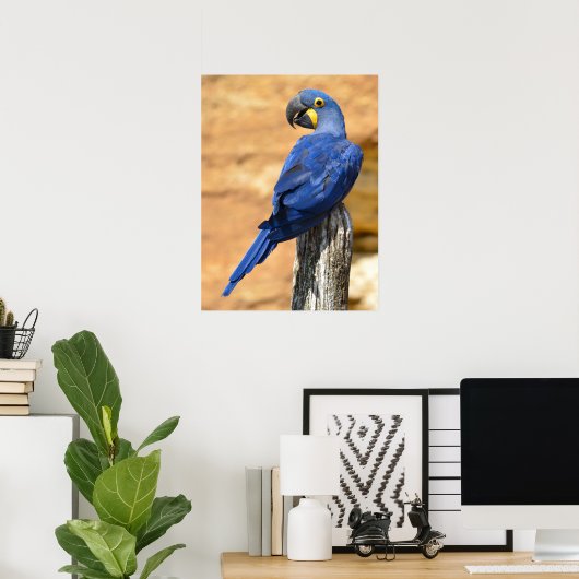 Dier van de Hyacinth macaw, doorgesneden op houten Poster (Thuiskantoor)
