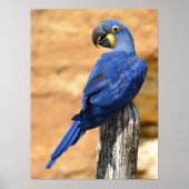 Dier van de Hyacinth macaw, doorgesneden op houten Poster (Voorkant)