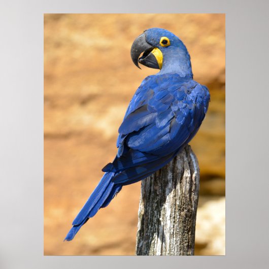 Dier van de Hyacinth macaw, doorgesneden op houten Poster (Voorkant)