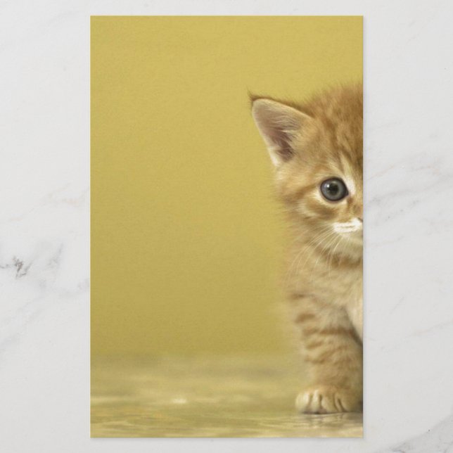 Dier - Verbazingwekkende Baby Kitten (Voorkant)