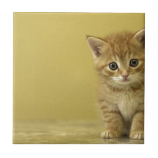 Dier - Verbazingwekkende Baby Kitten Tegeltje