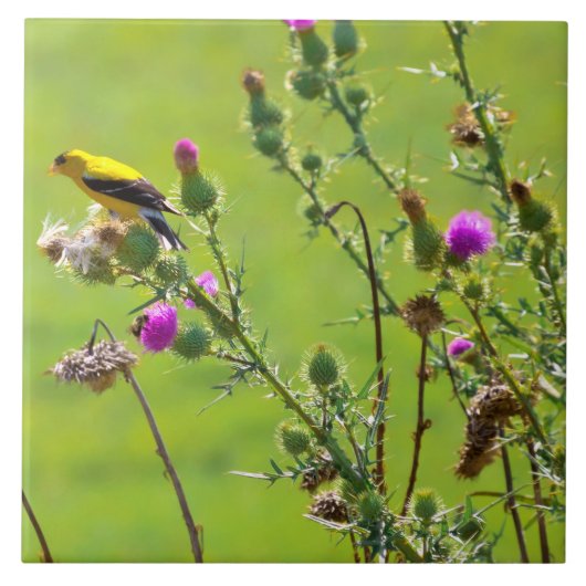 Dier - Vogel - Distel me een lied Tegeltje (Voorkant)