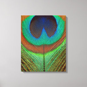 Dier - Vogel - Pauwveer Canvas Afdruk