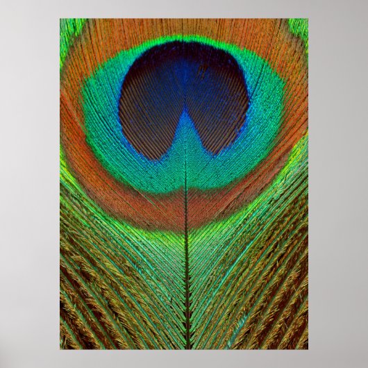 Dier - Vogel - Pauwveer Poster (Voorkant)