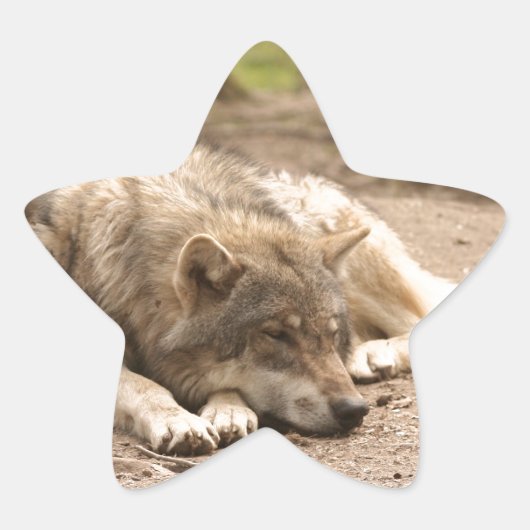 Dier Wolf Vrede Liefde Wild Land Natuur Ster Sticker (Voorkant)
